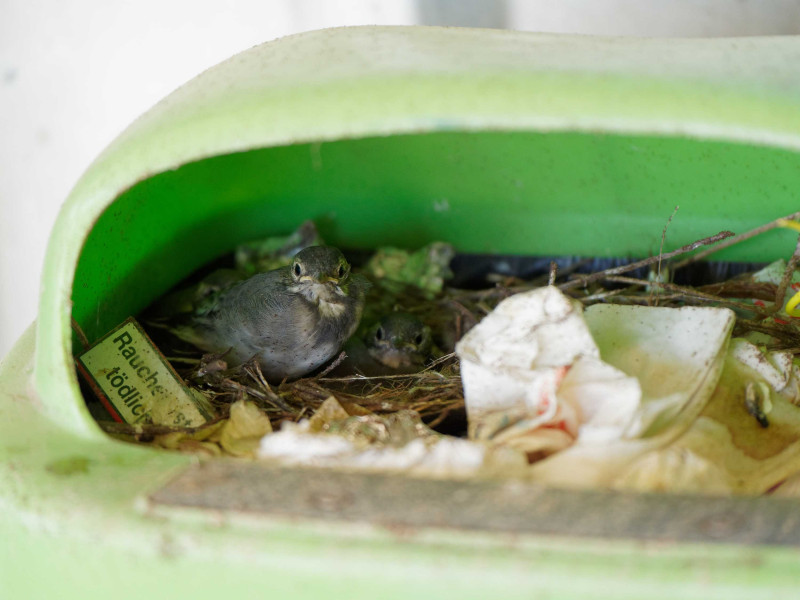 Bergeronnettes 12mai20.jpg