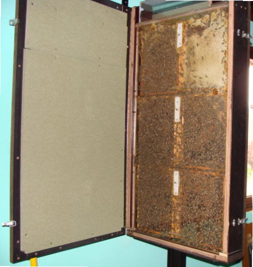 abeilles.jpg