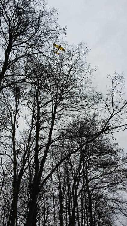 arbre1.jpg