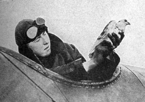 Pigeons%20voyageurs%20avion.jpg