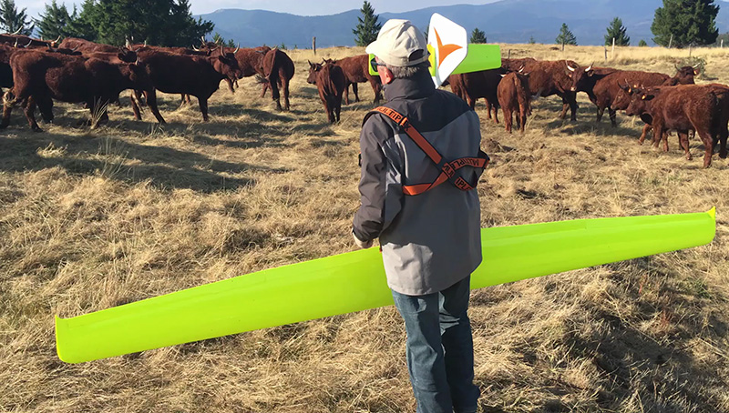 René essayant de chasser les vaches avec son planeur